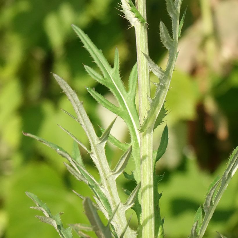 Cirsium rivulare Trevors Blue Wonder - Cirse des rives (Foliage)