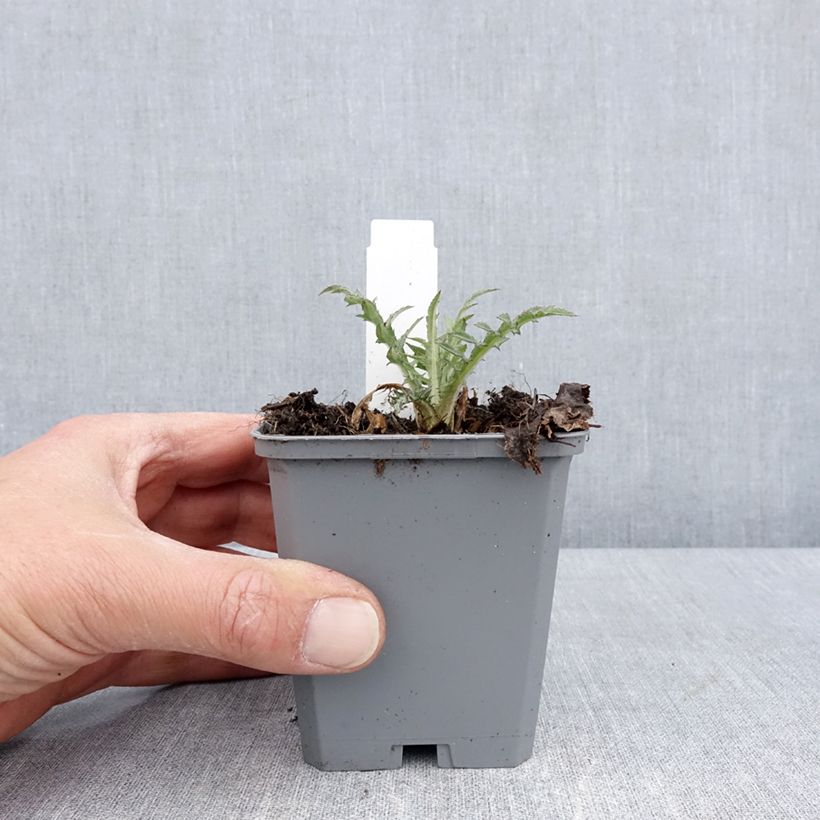 Example of Cirsium rivulare Trevors Blue Wonder - Cirse des rives Godet de 8/9 cm as you get in printemps