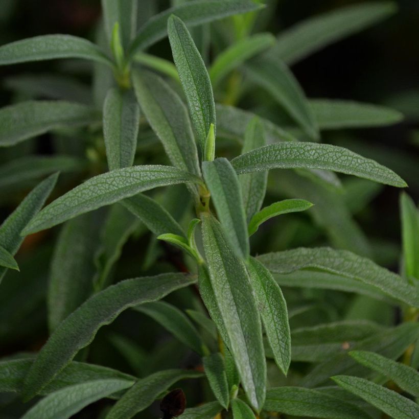 Cistus purpureus - Ciste pourpre (Foliage)