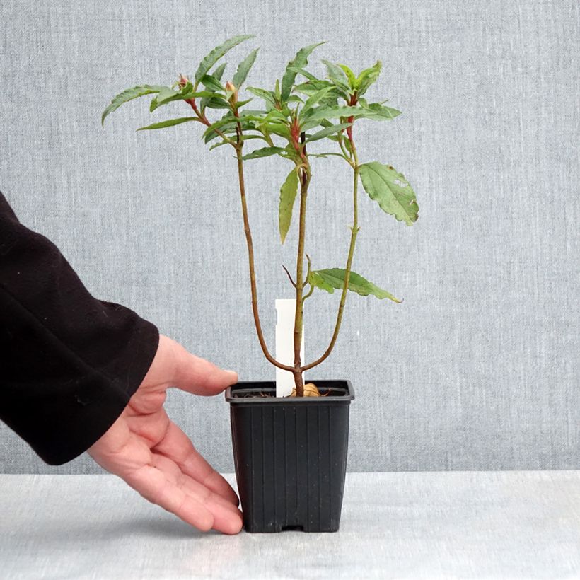 Example of Cistus aguilarii Maculatus - Ciste hybride Godet de 8/9 cm as you get in printemps