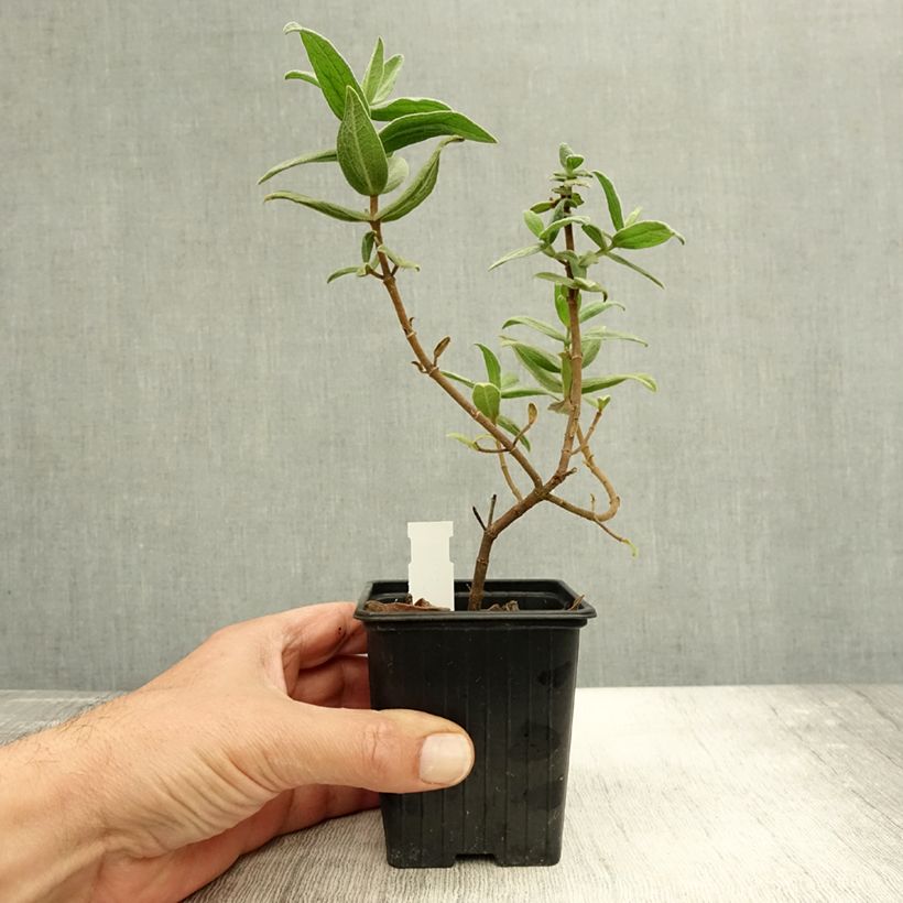 Spécimen de Cistus albidus - Ciste cotonneux Godet de 8/9 cm tel que livré en automne