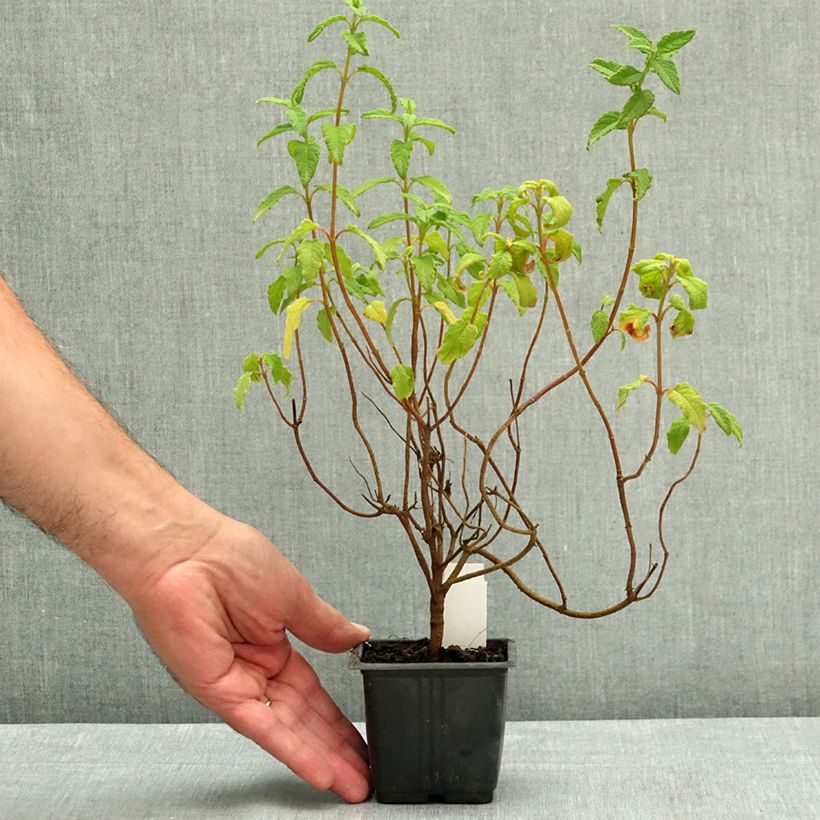 Spécimen de Cistus corbariensis - Ciste des Corbières Godet de 8/9 cm tel que livré en été