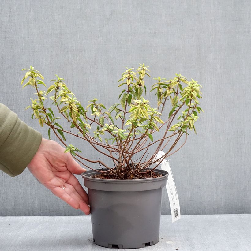 Example of Cistus corbariensis Little Miss Sunshine - Ciste des Corbières Pot de 3L/4L as you get in hiver
