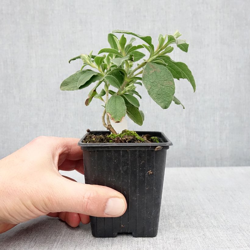 Example of Cistus Grayswood Pink - Ciste hybride Godet de 8/9 cm as you get in printemps