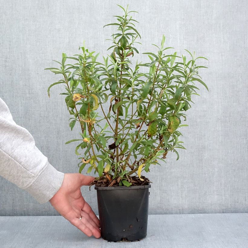 Example of Cistus purpureus Betty Taudevin - Ciste pourpre Pot de 2L/3L as you get in printemps