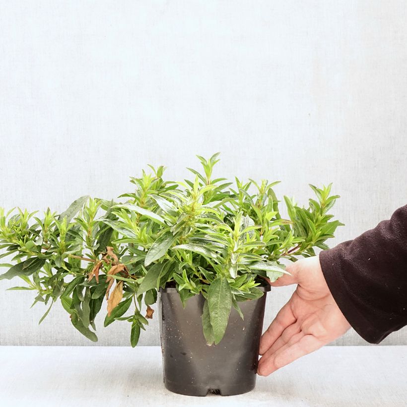 Spécimen de Cistus x dansereaui Jenkyn Place - Ciste hybride Pot de 1,5L/2L tel que livré au printemps