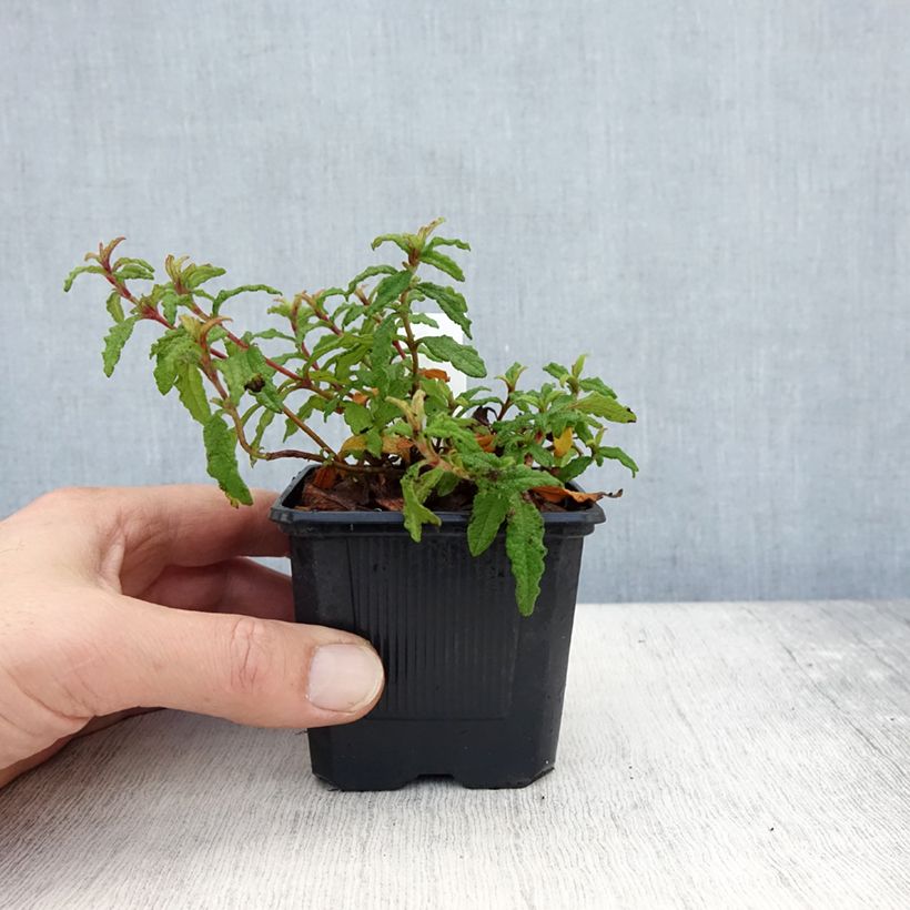 Example of Cistus x florentinus Repens - Ciste Godet de 8/9 cm as you get in automne