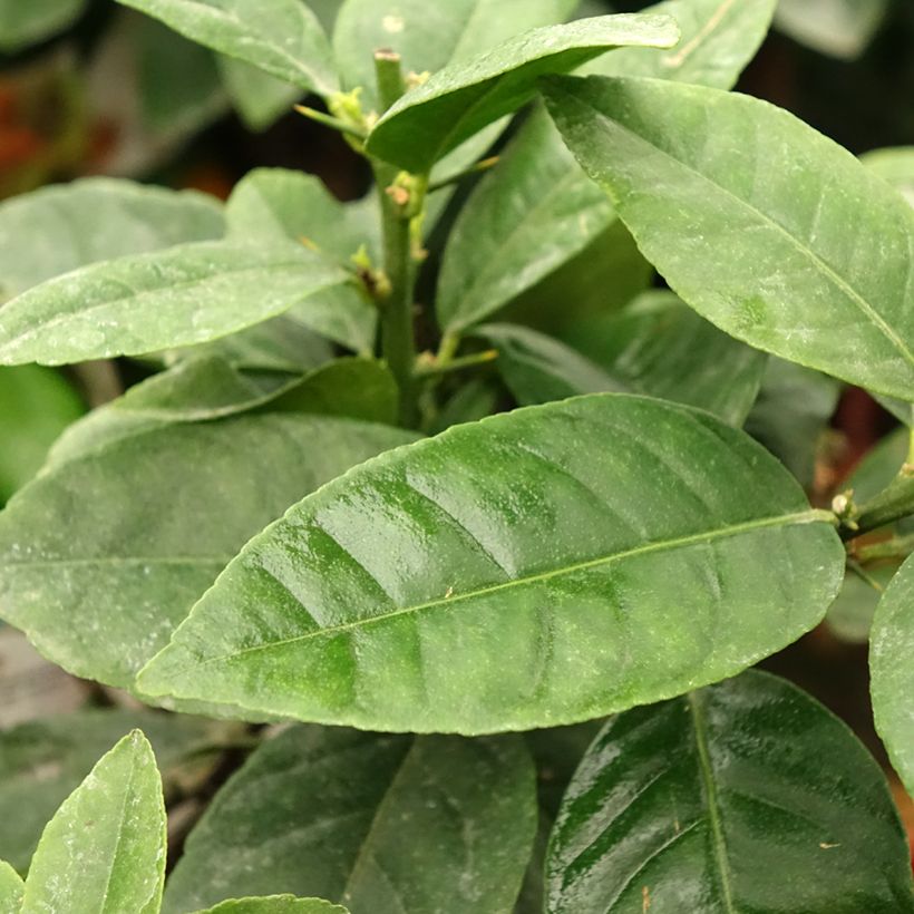Citron rouge - Citrus Volkameriana ou Rangpur (Foliage)