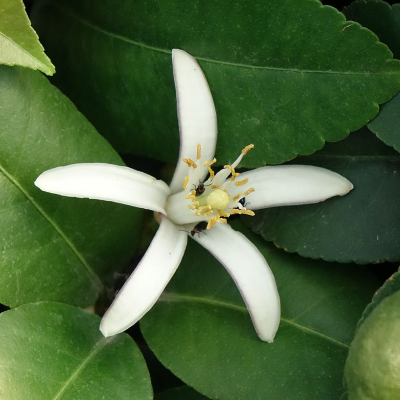 Citronnier - Citrus limon Adamo (Floraison)