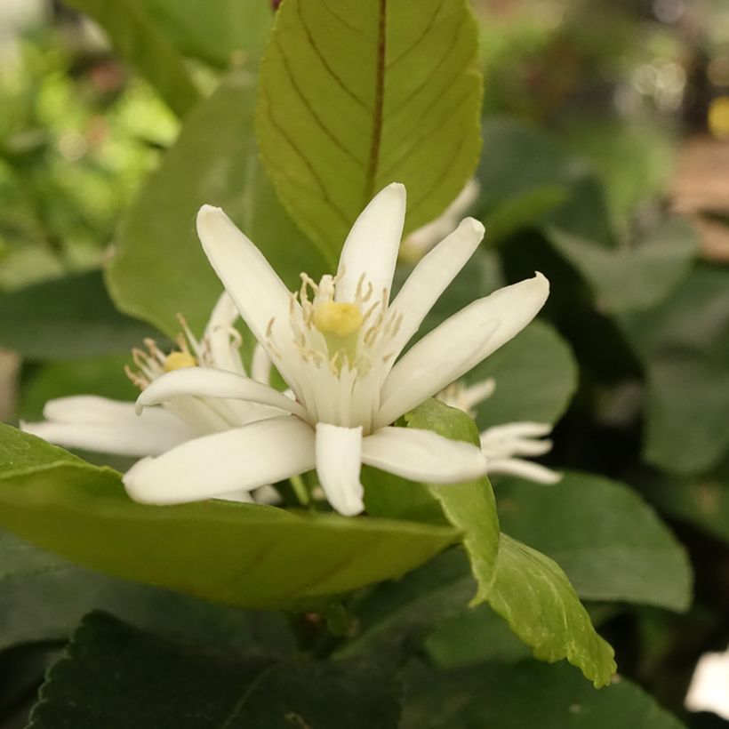 Citronnier - Citrus limon Cerza (Floraison)