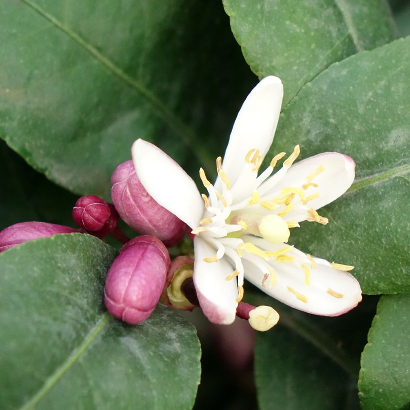 Citronnier - Citrus limon Femminello Carrubaro (Flowering)