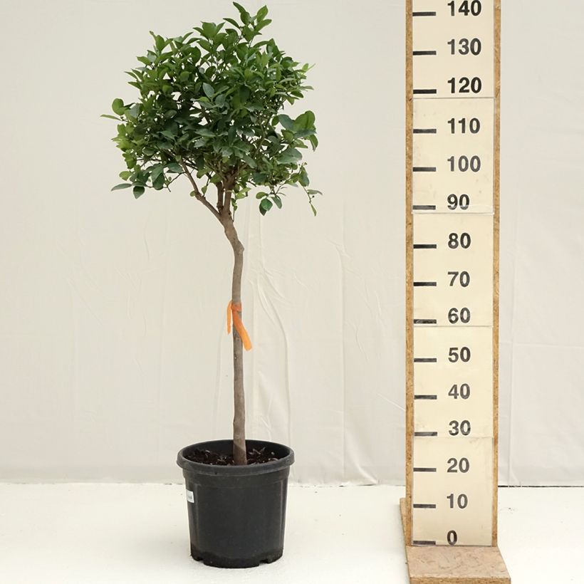 Spécimen de Citronnier doux - Citrus limetta Pursha Pot de 18L/20L, Demi-Tige, Tige de 90 cm 8/10 tel que livré au printemps