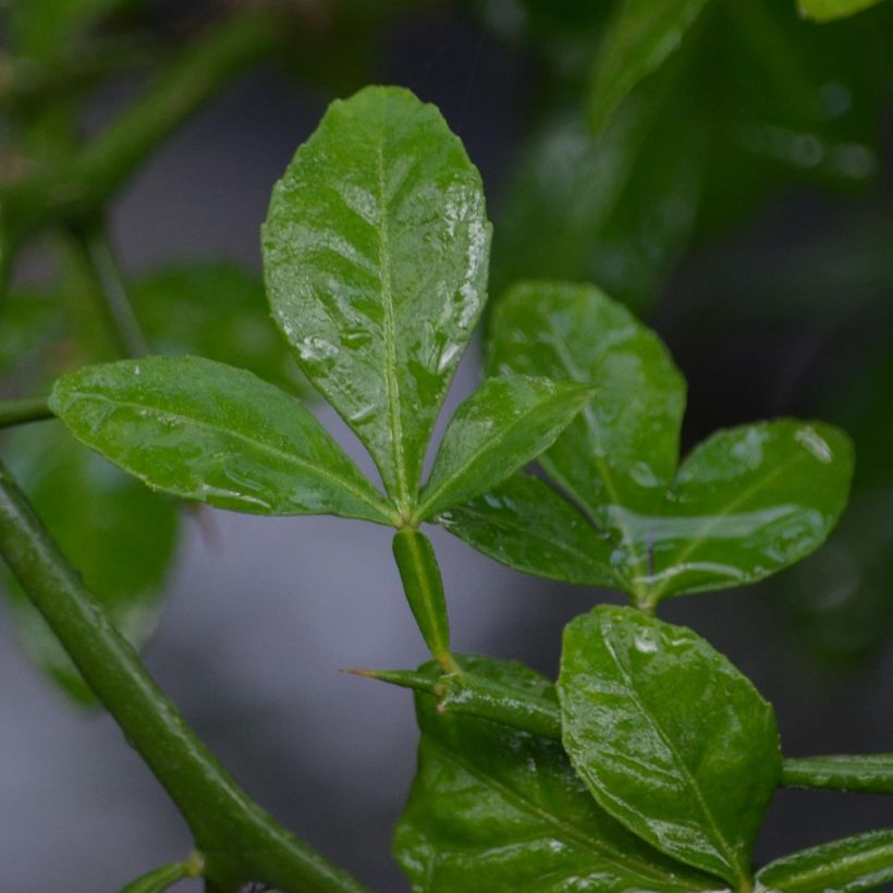 Poncirus trifoliata - Citronnier épineux (Foliage)