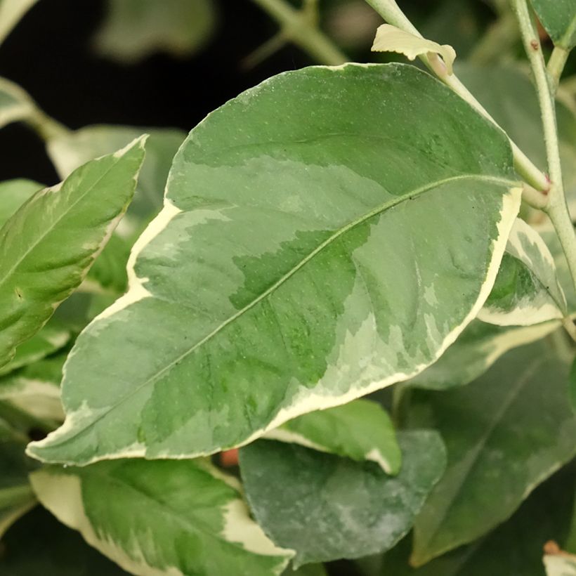 Citronnier panaché - Citrus limon variegata (Feuillage)