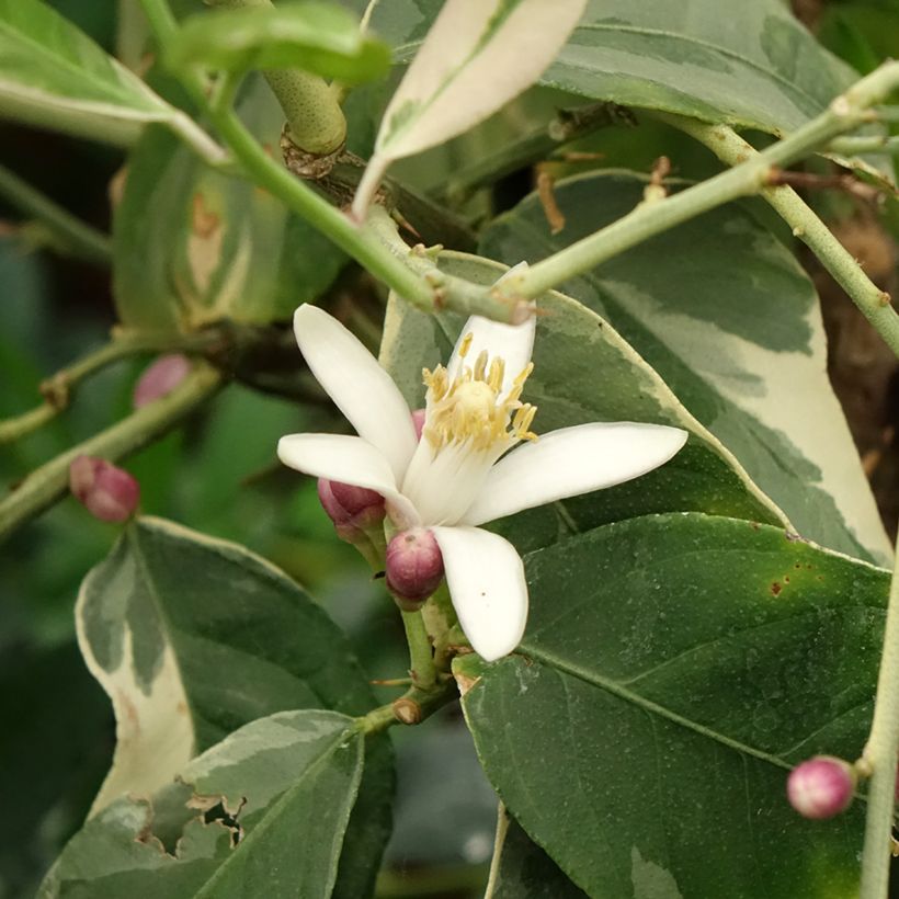Citronnier panaché - Citrus limon variegata (Floraison)
