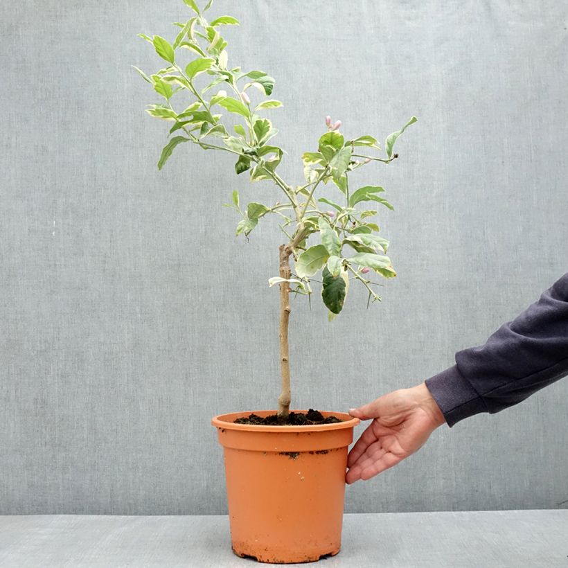 Spécimen de Citronnier panaché - Citrus limon variegata Pot de 6L/7L, 1/4 de tige tel que livré au printemps