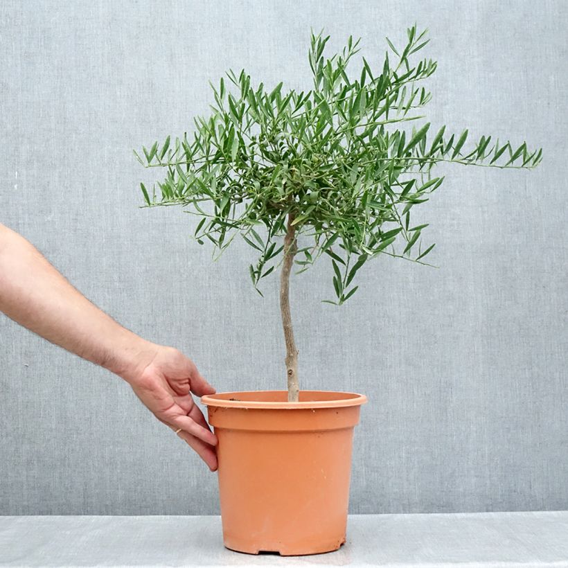 Spécimen de Citrus glauca - Lime du désert Pot de 6L/7L, 1/4 de tige tel que livré en été