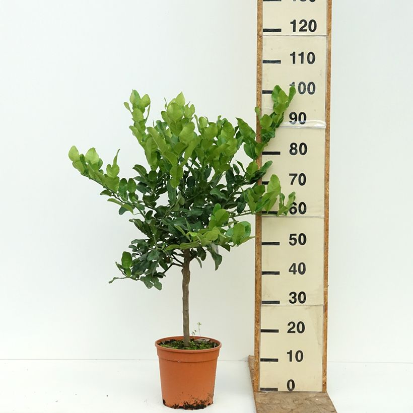 Spécimen de Citrus ichangensis - Ichang Papeda  Pot de 4L/5L, 1/4 de tige tel que livré en été