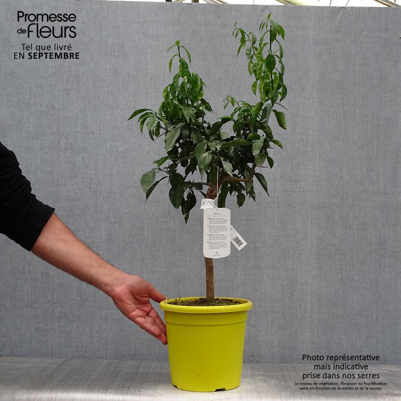 Spécimen de Citrus ichangensis - Ichang Papeda  Pot de 3L/4L, Touffe tel que livré en automne