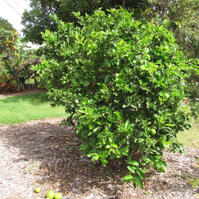 Grand Citron vert - Citrus latifolia  (Plant habit)