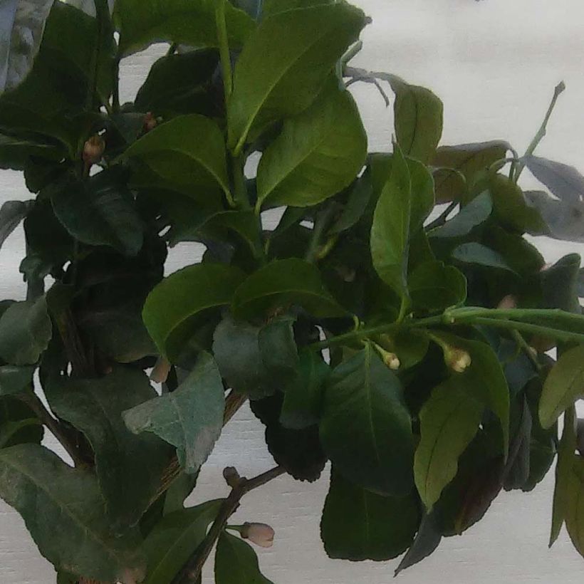 Citronnier - Citrus limon Femminello Carrubaro (Foliage)
