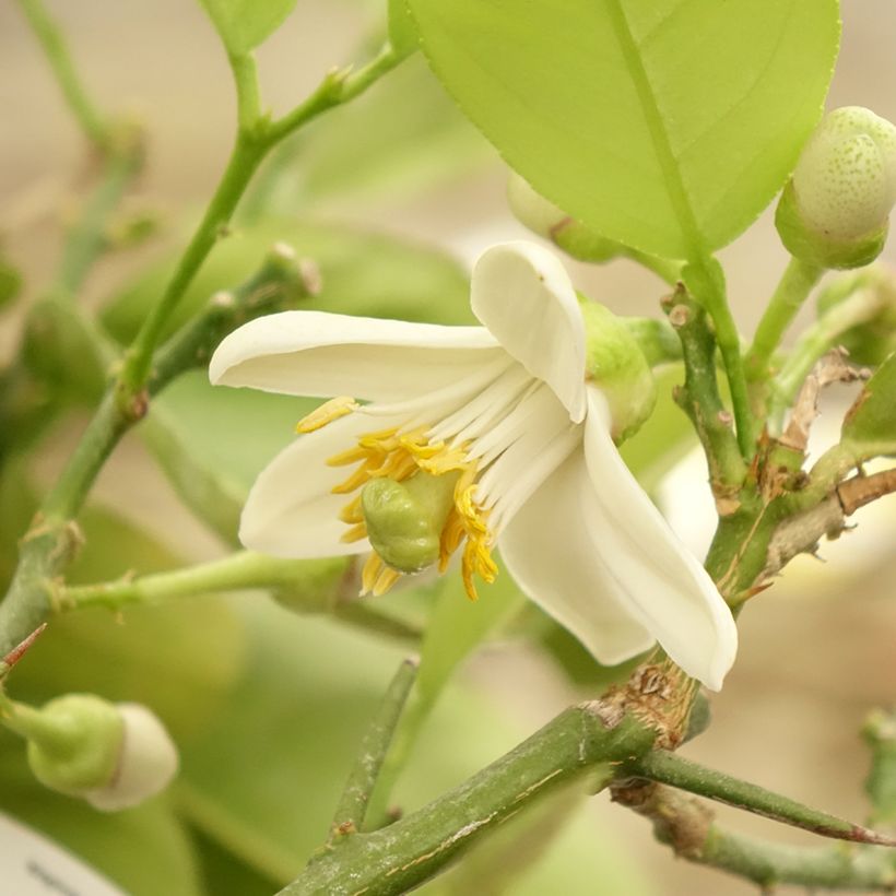Citrus Lipo - Citrus limon x Citrus paradisi (Floraison)