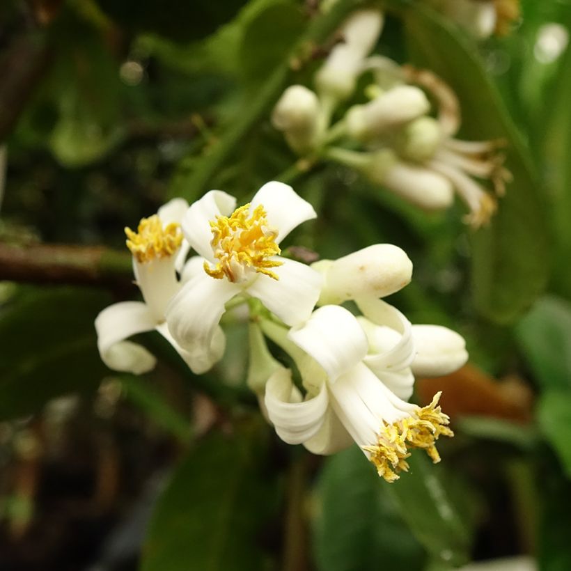 Citrus medica Maxima - Cédrat Maxima (Floraison)