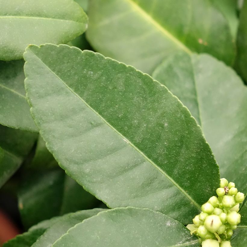 Citrus medica Pigmentata - Cédrat hybride (Feuillage)