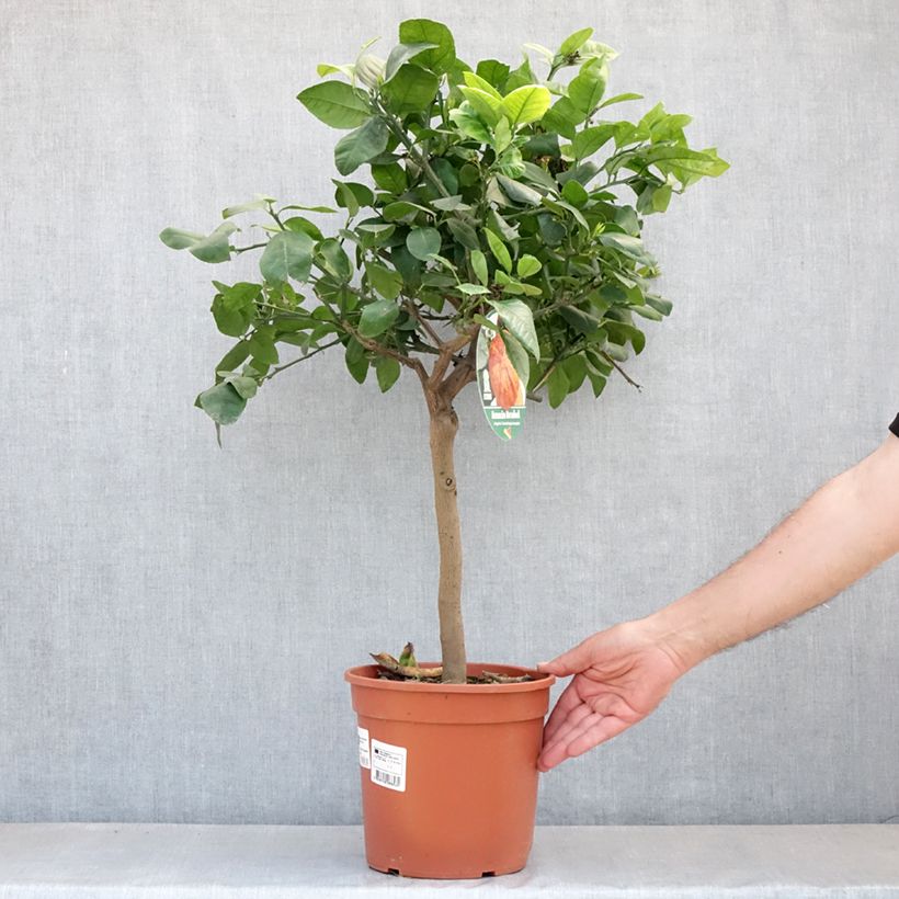 Example of Citrus x Doppio Sanguigno - Hybride de citron Meyer et d'orange sanguine. Pot de 4L/5L, 1/4 de tige as you get in printemps