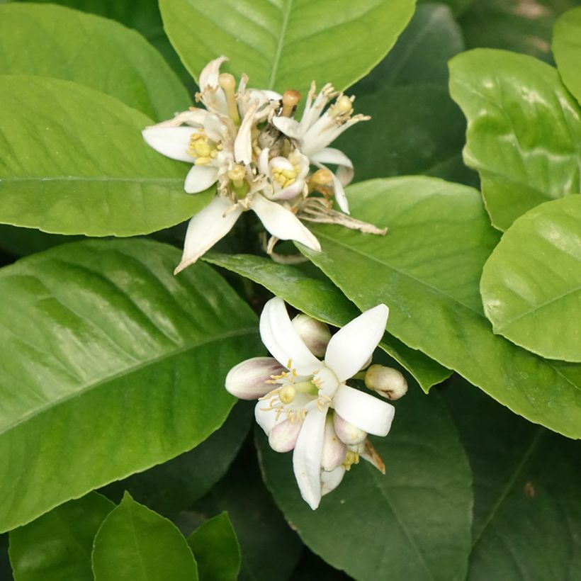 Citrus x Doppio Sanguigno - Hybride de citron Meyer et d'orange sanguine. (Flowering)