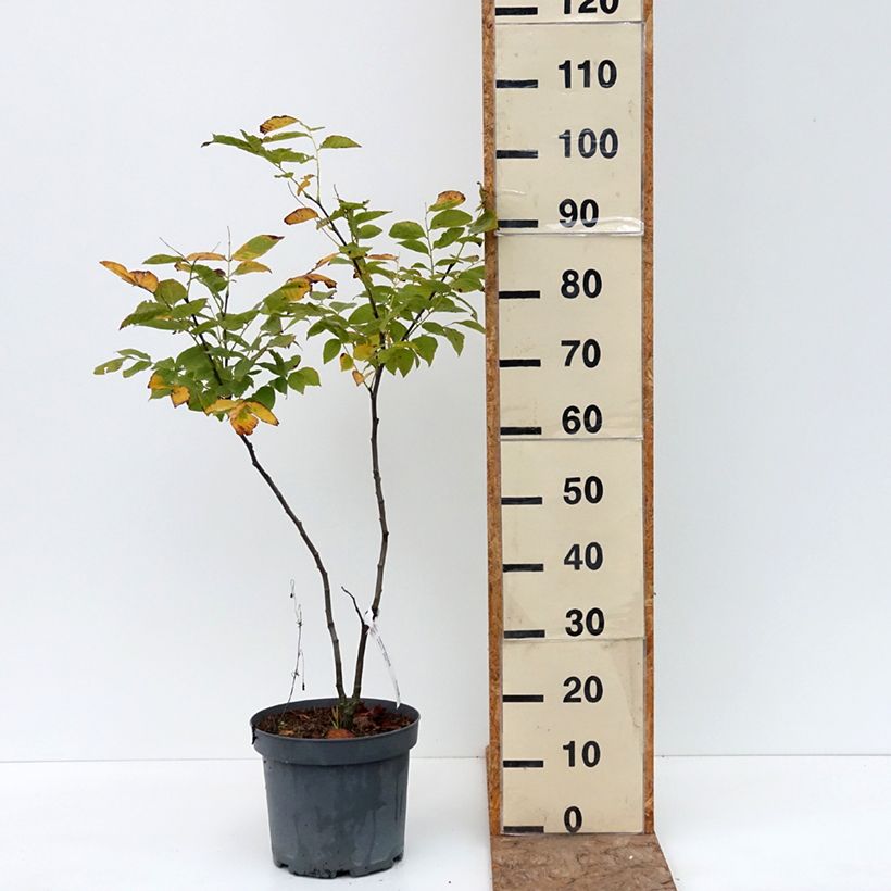 Spécimen de Cladrastis kentukea - Virgilier à bois jaune Pot de 6L/7L tel que livré en été