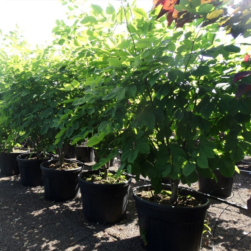 Spécimen de Cladrastis kentukea - Virgilier à bois jaune Pot de 80L/90L, Cépée tel que livré au printemps