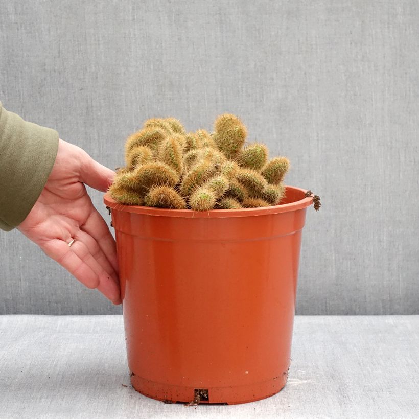 Spécimen de Cleistocactus winteri f. cristata - Queue de rat dorée Pot de 4L/5L, 16/18 diamètre tel que livré en hiver