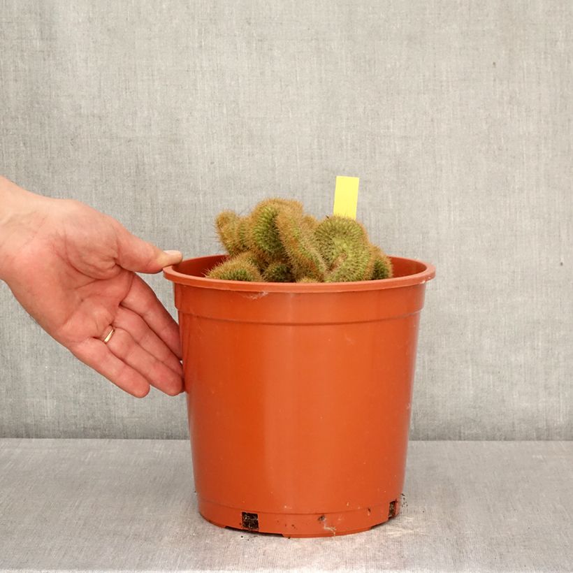 Spécimen de Cleistocactus winteri f. cristata - Queue de rat dorée Pot de 4L/5L, 16/18 diamètre tel que livré au printemps