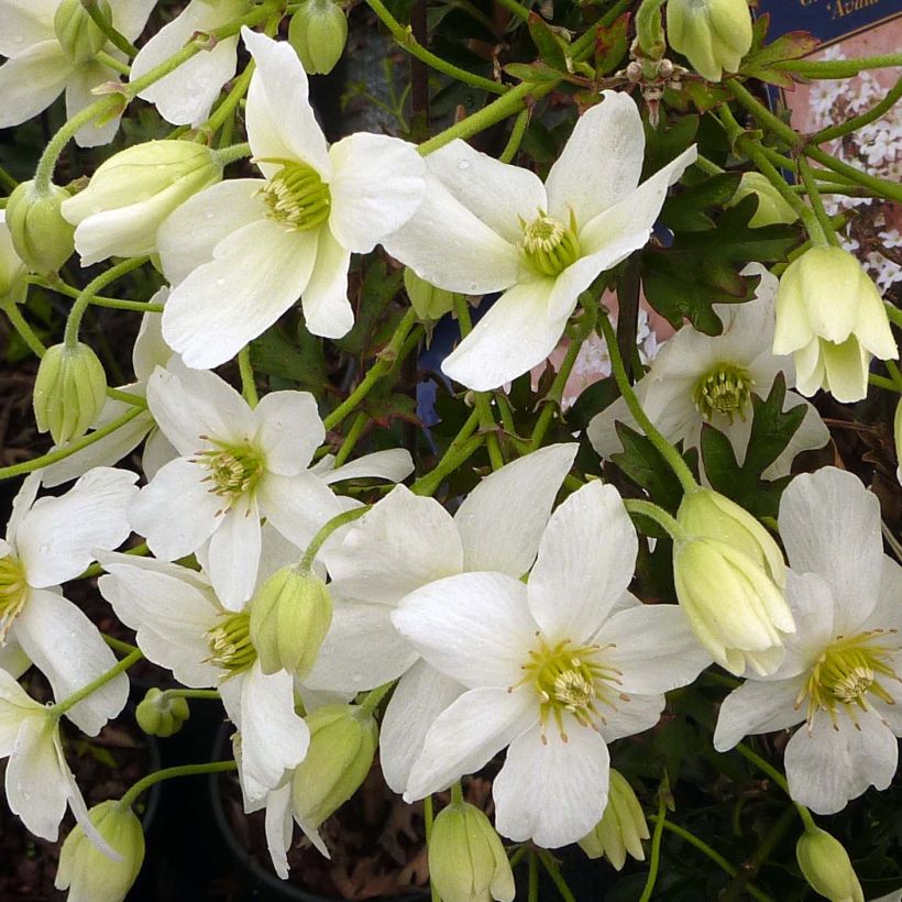 Clématite - Clematis Avalanche®  (Flowering)