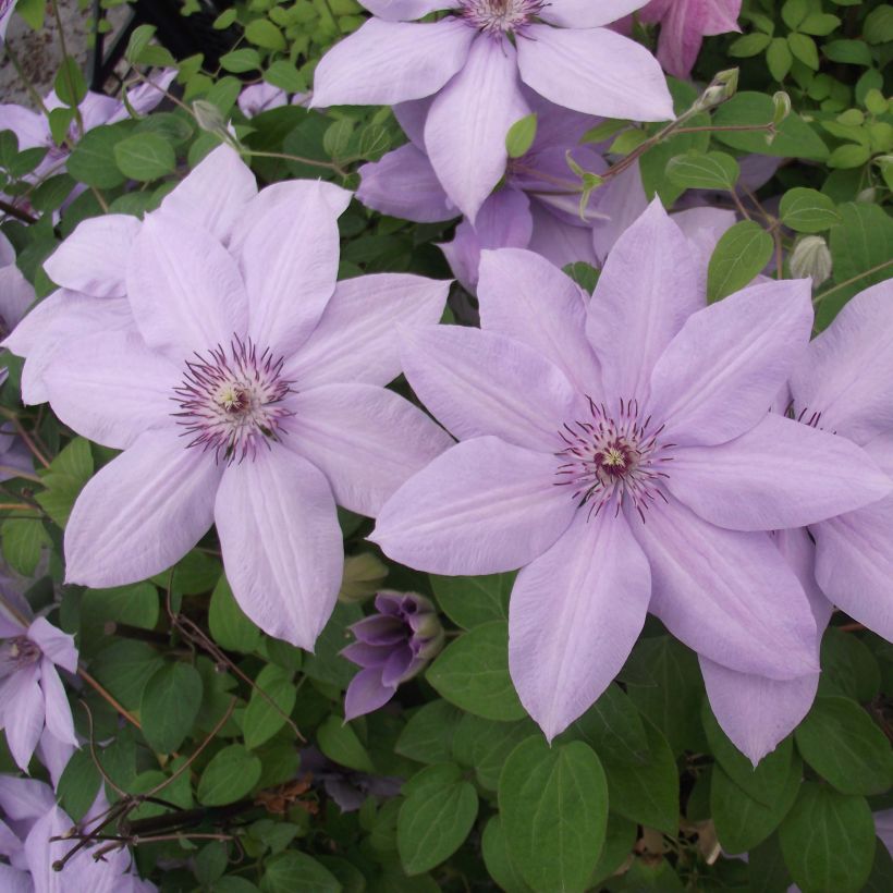 Clématite - Clematis Bernardine (Floraison)