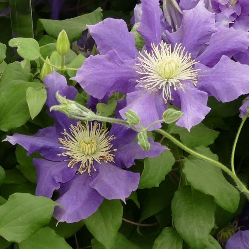 Clématite - Clematis Chevalier (Floraison)
