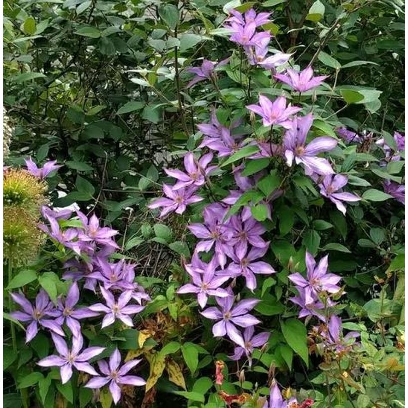 Clématite - Clematis Dorothy Walton (Plant habit)