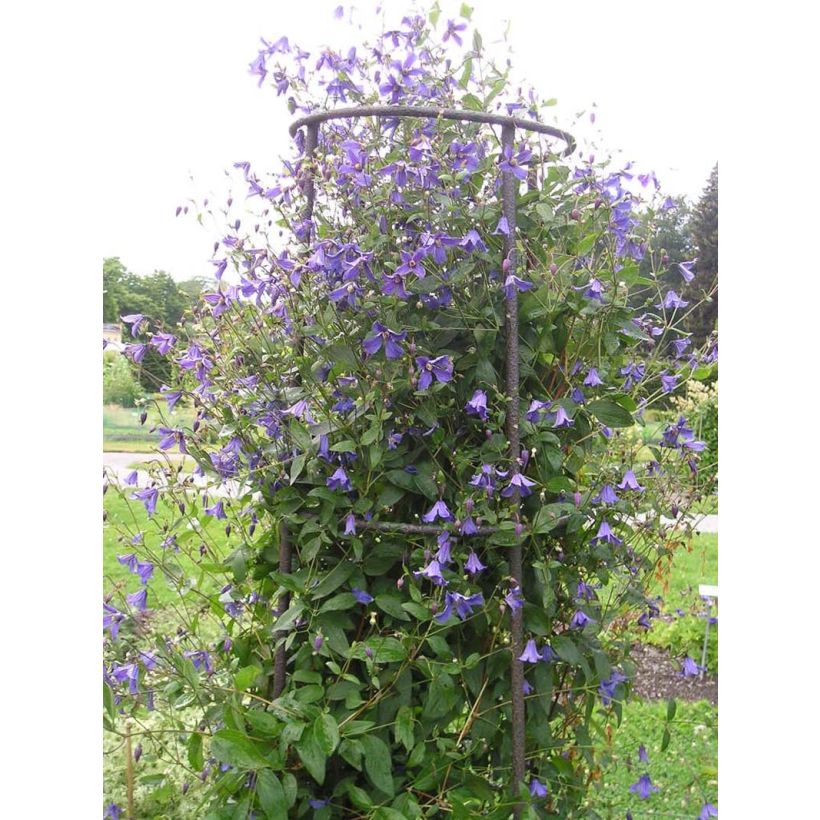 Clématite - Clematis Eriostemon (Plant habit)