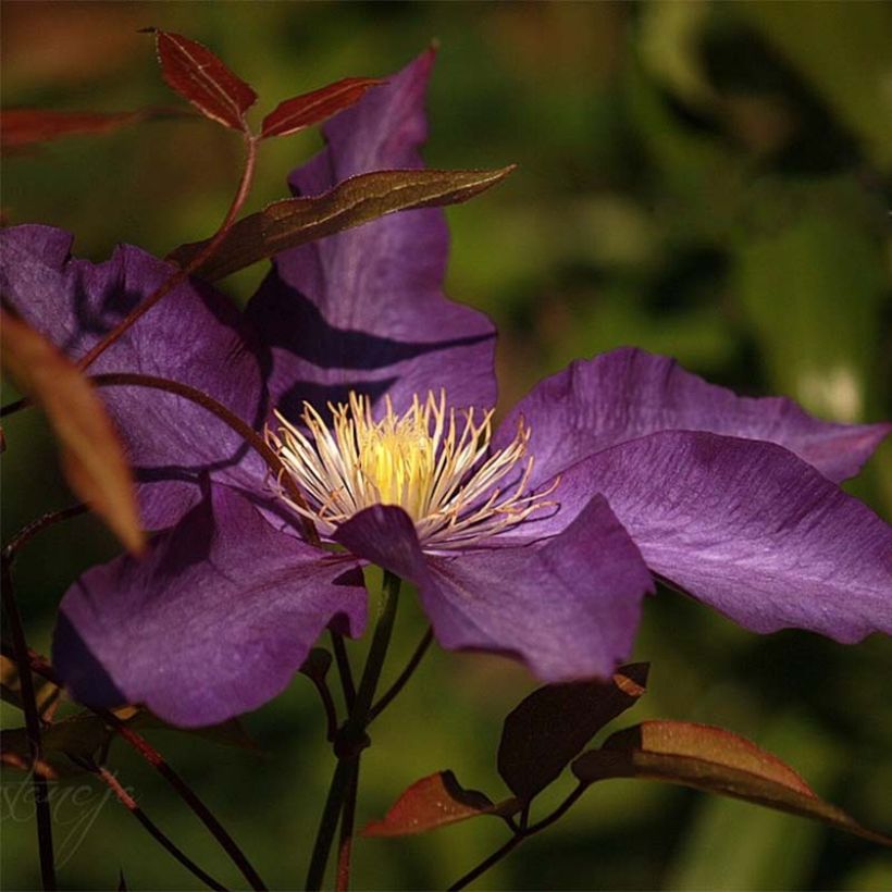 Clématite - Clematis Gipsy Queen (Flowering)