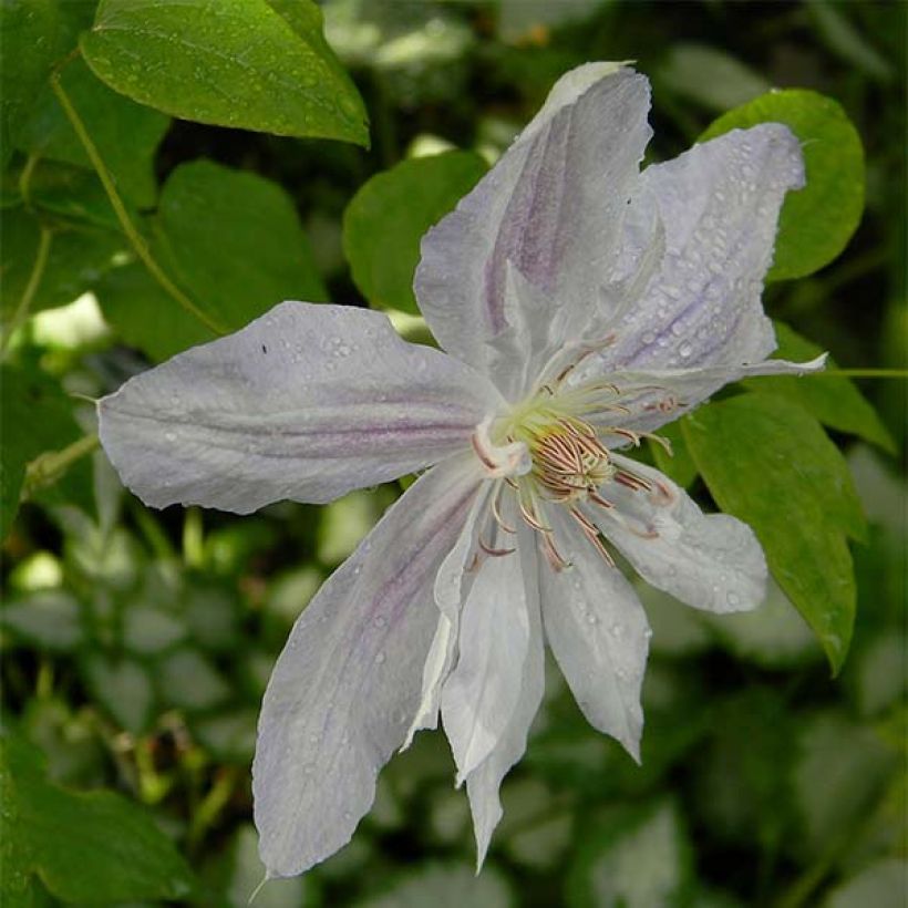 Clématite - Clematis jackmanii Alba (Flowering)