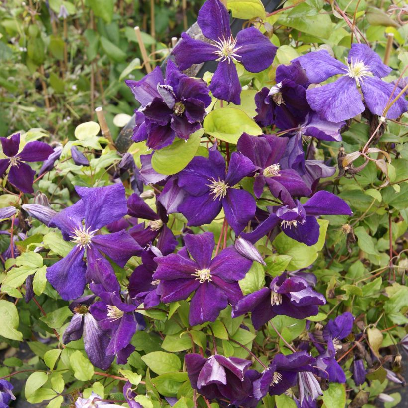 Clématite - Clematis jackmanii Superba (Flowering)