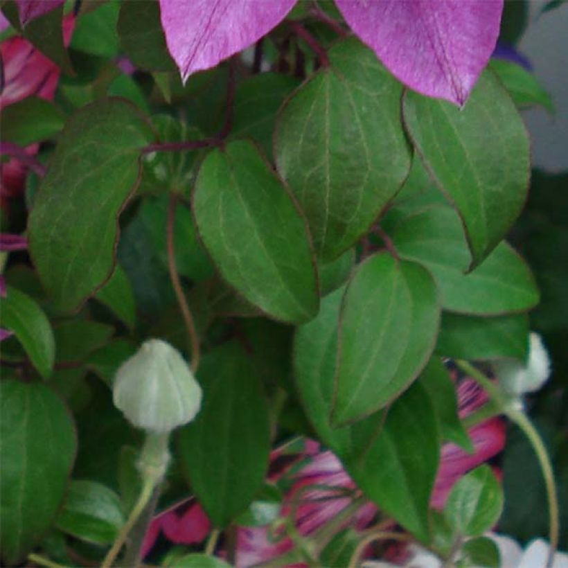 Clématite - Clematis Kaiser  (Foliage)