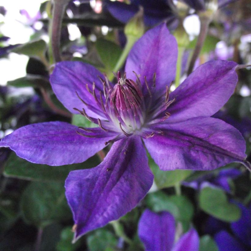 Clématite - Clematis Mon Amour (Flowering)