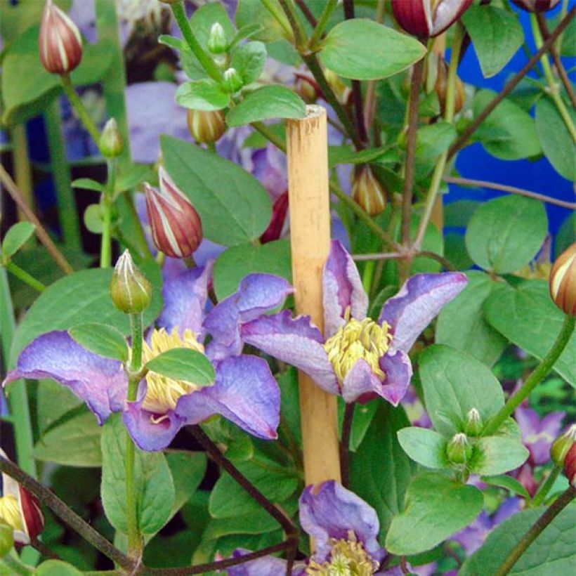 Clématite - Clematis Exciting (Flowering)