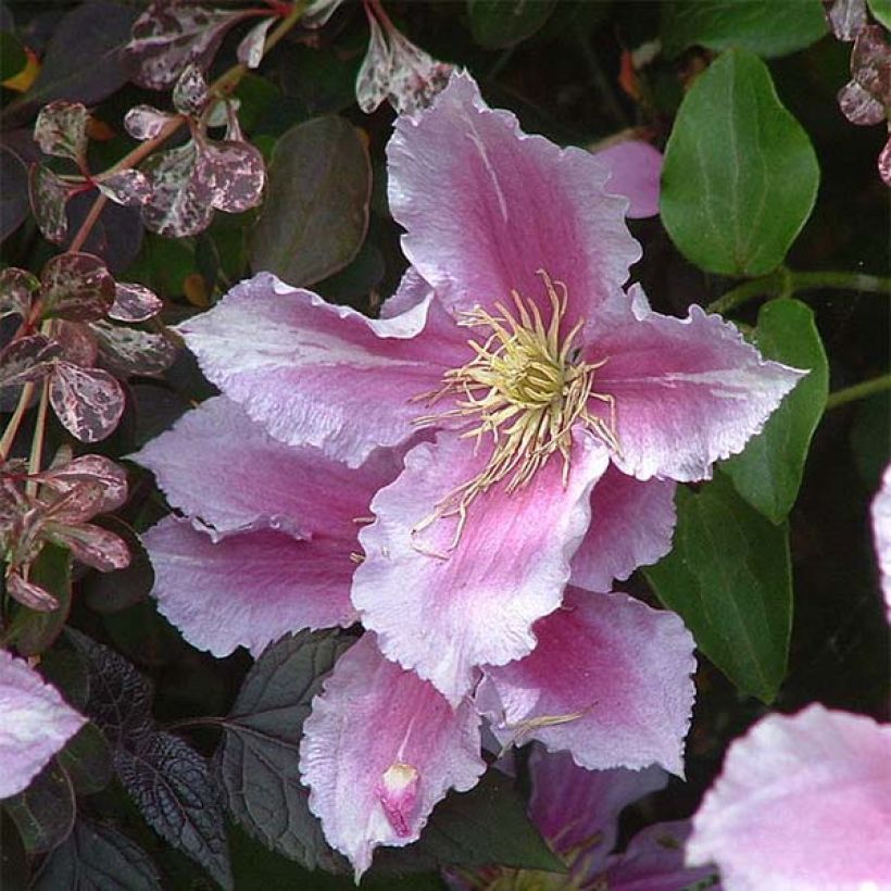 Clématite - Clematis Piilu (Flowering)