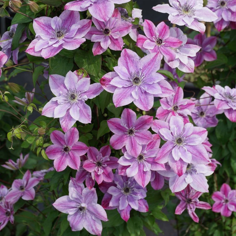 Clématite - Clematis Super Cute (Flowering)