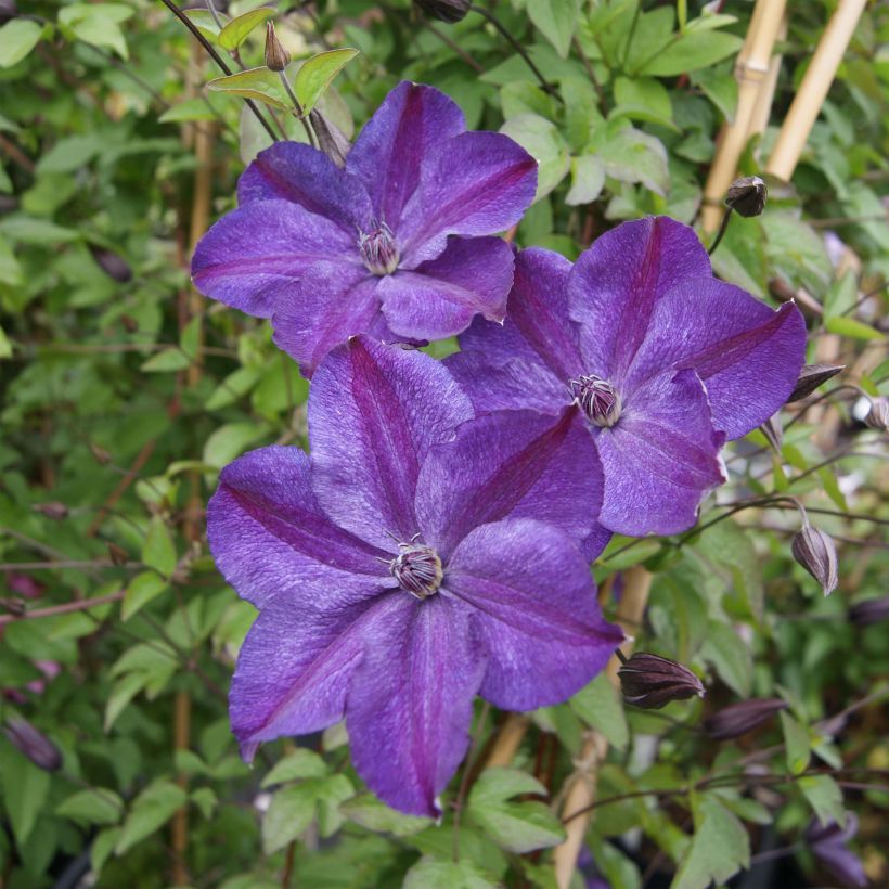 Clématite - Clematis Supernight (Flowering)