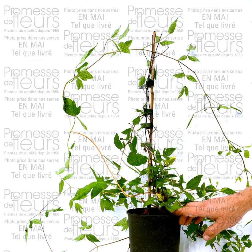 Exemple de spécimen de Clématite - Clematis diversifolia Aphrodite Pot de 2L/3L tel que livré