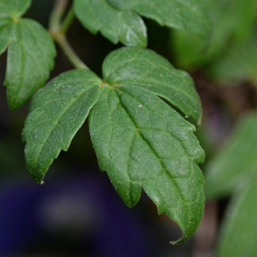 Clématite - Clematis alpina Francis Rivis (Foliage)